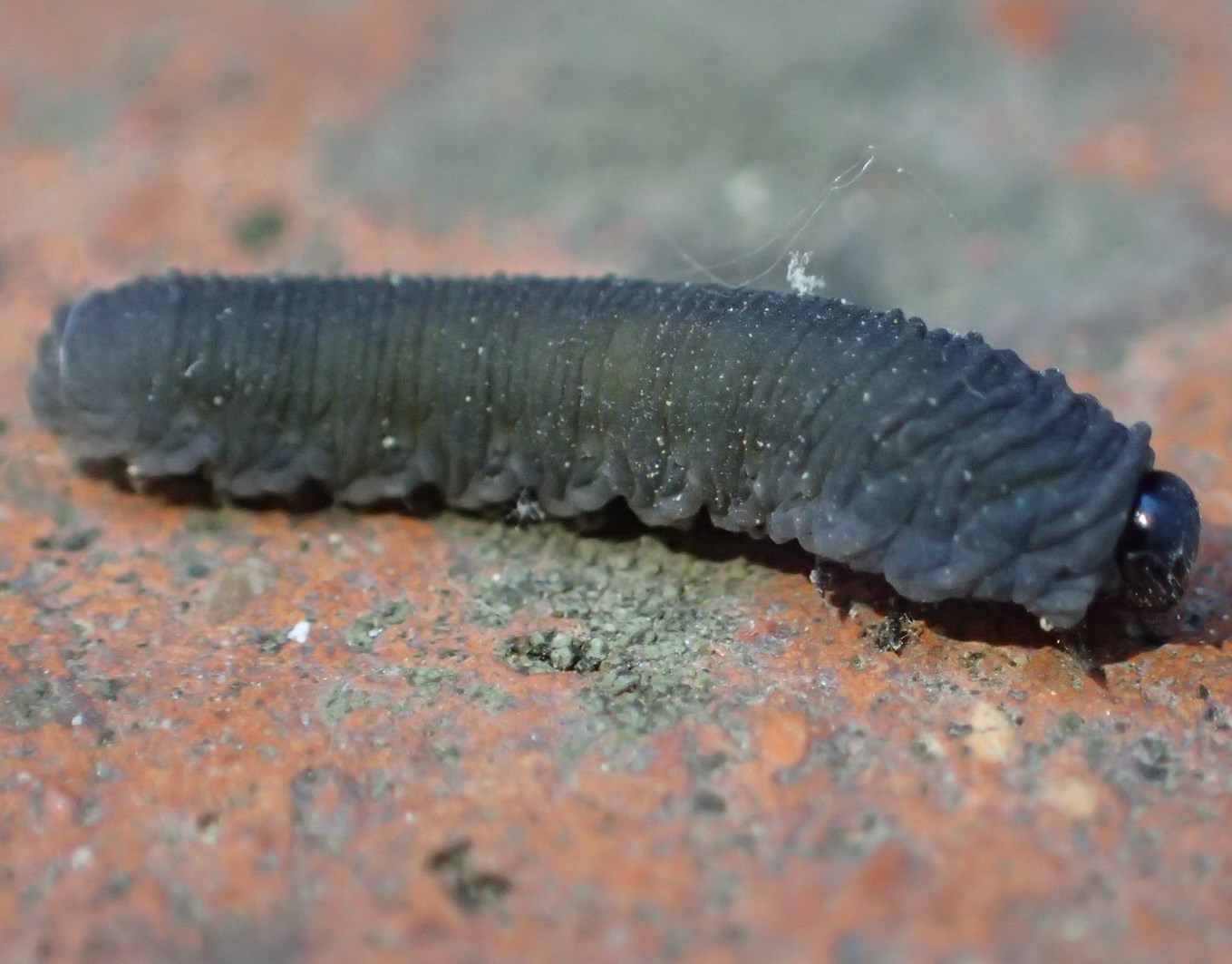 Bruchetti grigi:  larva di Tenthredinidae:  Athalia cornubiae